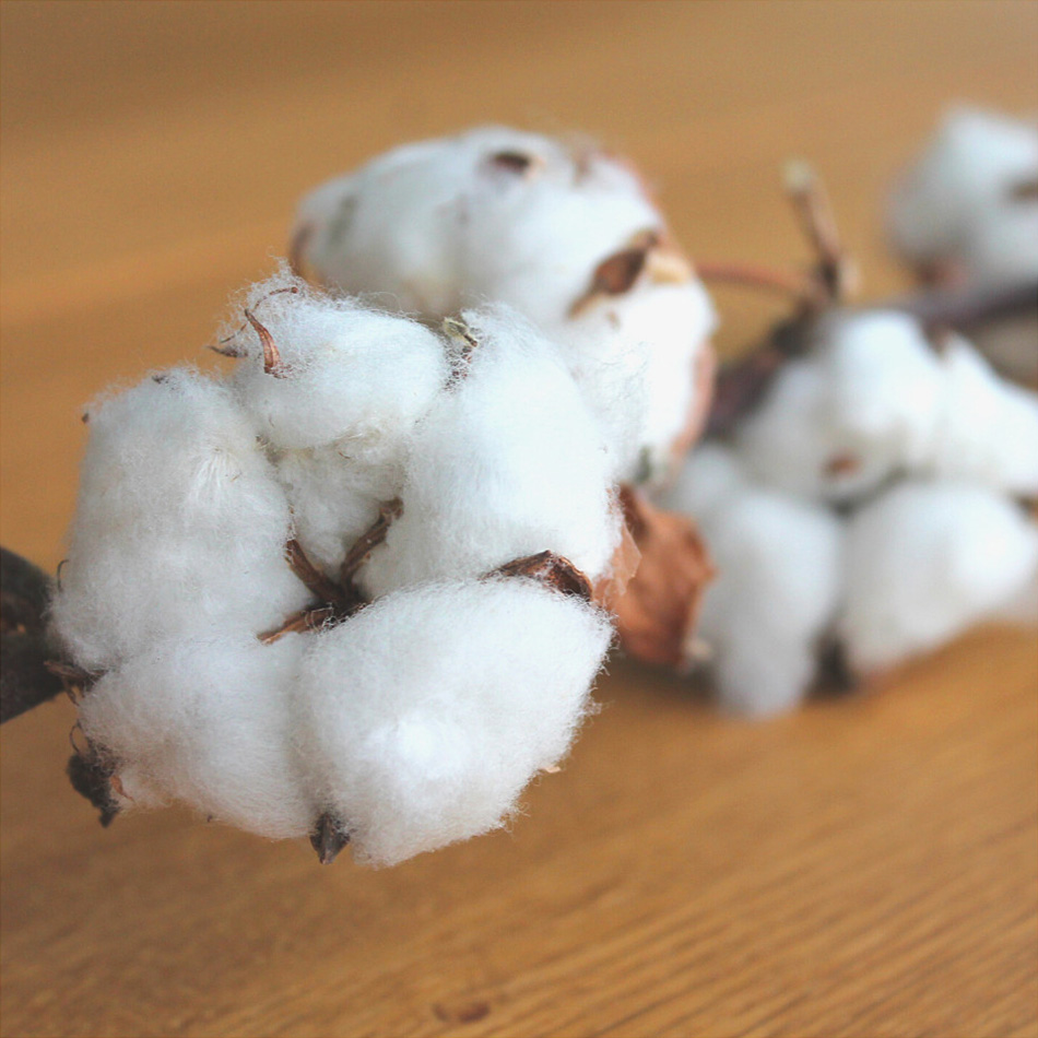 Why Choose Organic Cotton?
